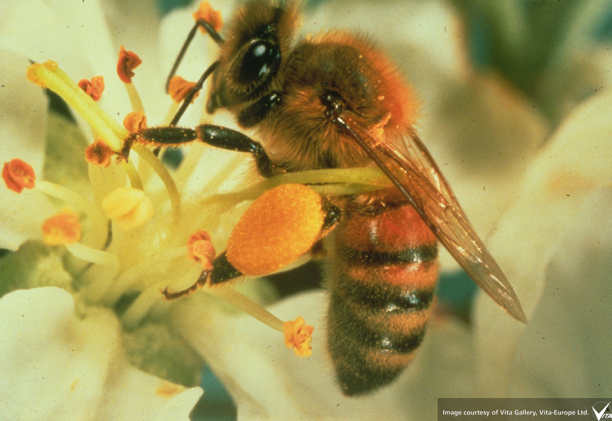 Пчела питается пыльцой. Гималайская медоносная пчела. Пчелы АПИС Лабориоза. Пчела Уолесса. Пчела с обножкой.